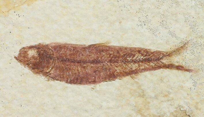 Knightia Fossil Fish - Wyoming #67370